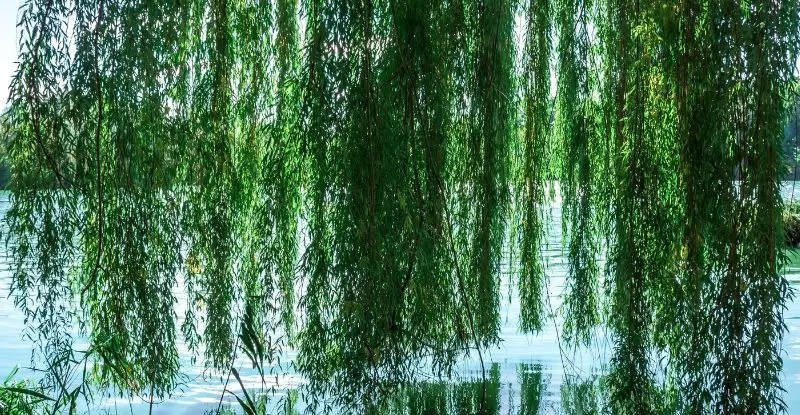 wierzba nad wodą