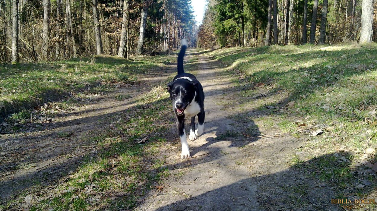 piesek Ricki